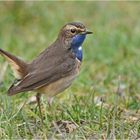 Weißsterniges Blaukehlchen