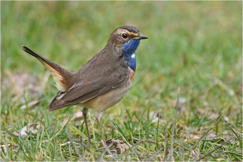 Weißsterniges Blaukehlchen