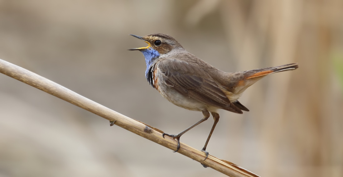 Weißsterniges Blaukehlchen