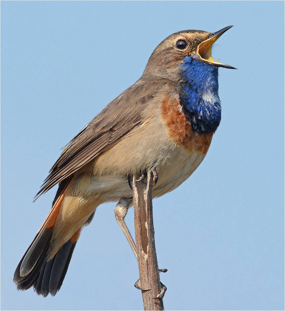 Weißsterniges Blaukehlchen