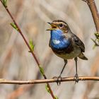 Weißsterniges Blaukehlchen