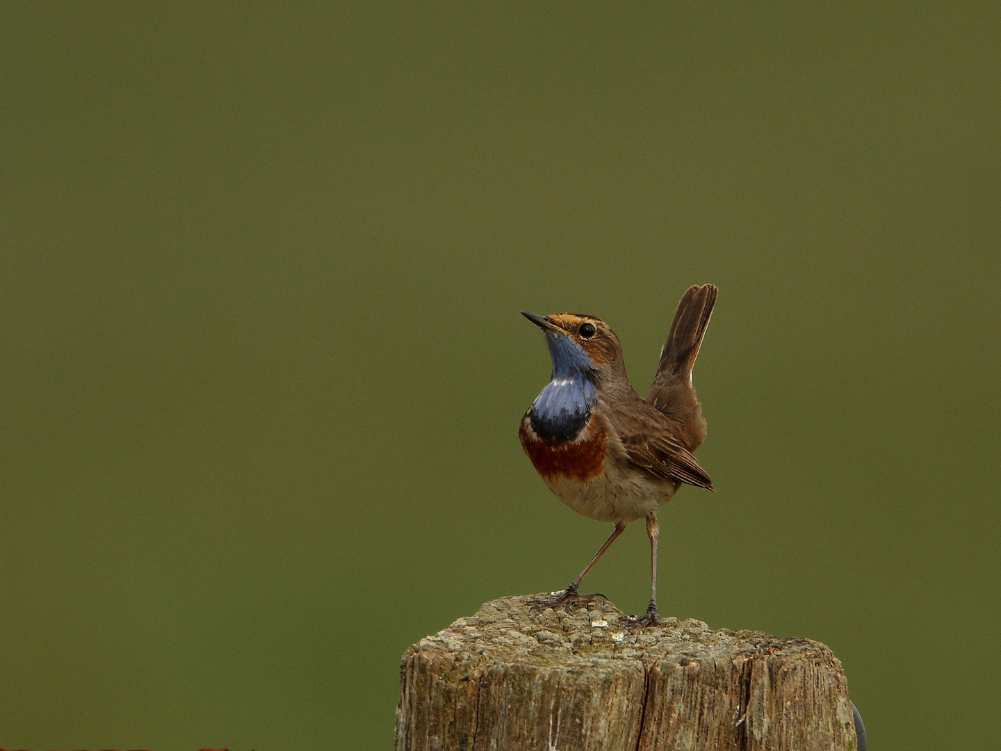 Weißsterniges Blaukehlchen