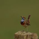 Weißsterniges Blaukehlchen