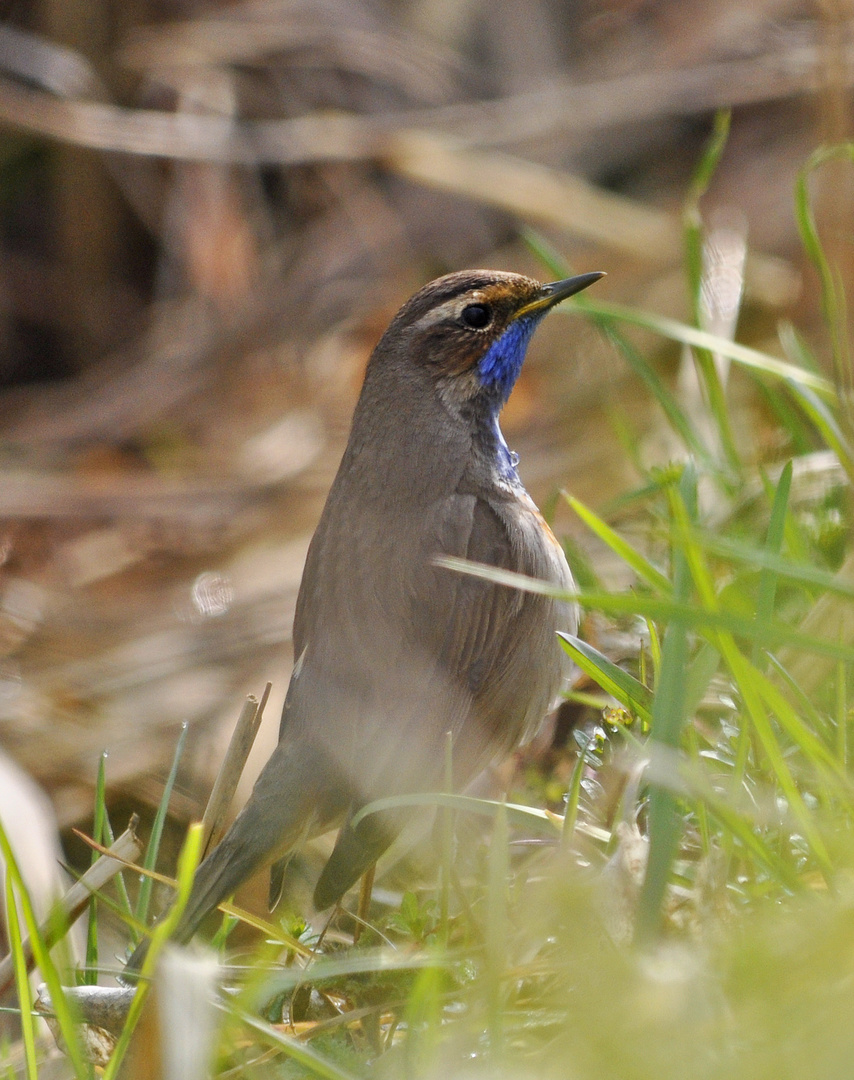 Weisssterniges Blaukehlchen am Klingnauer Stausee