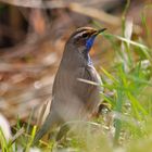 Weisssterniges Blaukehlchen am Klingnauer Stausee