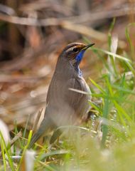 Weisssterniges Blaukehlchen am Klingnauer Stausee