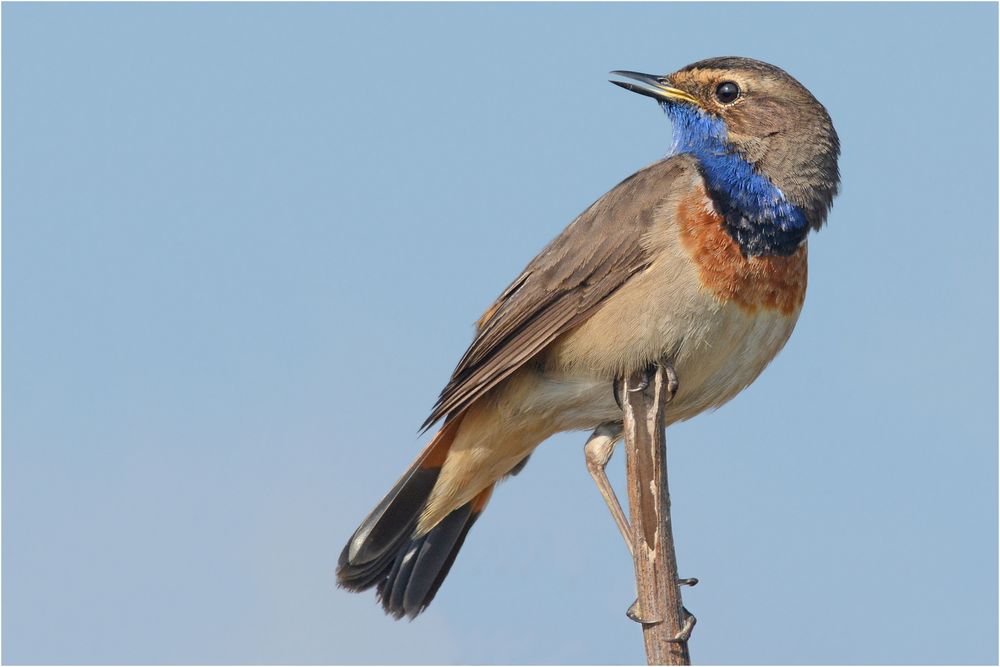 Weißsterniges Blaukehlchen