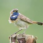 Weißsterniges Blaukehlchen