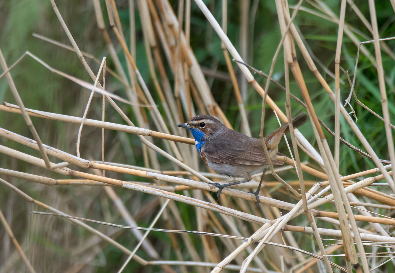 Weißsterniges Blaukehlchen 