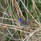 Weißsterniges Blaukehlchen 