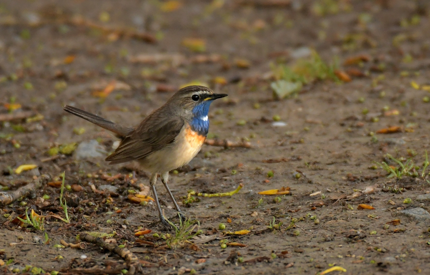 Weißsterniges Blaukehlchen im Prachtkleid 