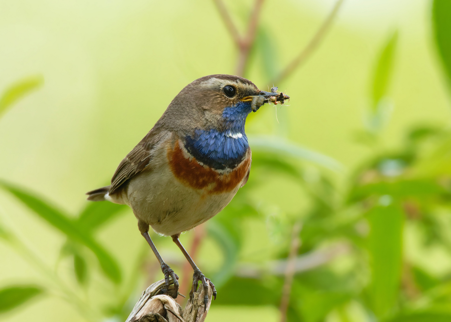 Weißsterniges Blaukehlchen (Luscinia svecica) 