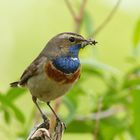 Weißsterniges Blaukehlchen (Luscinia svecica) 