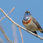 Weißsterniges Blaukehlchen ( Luscinia svecica, )