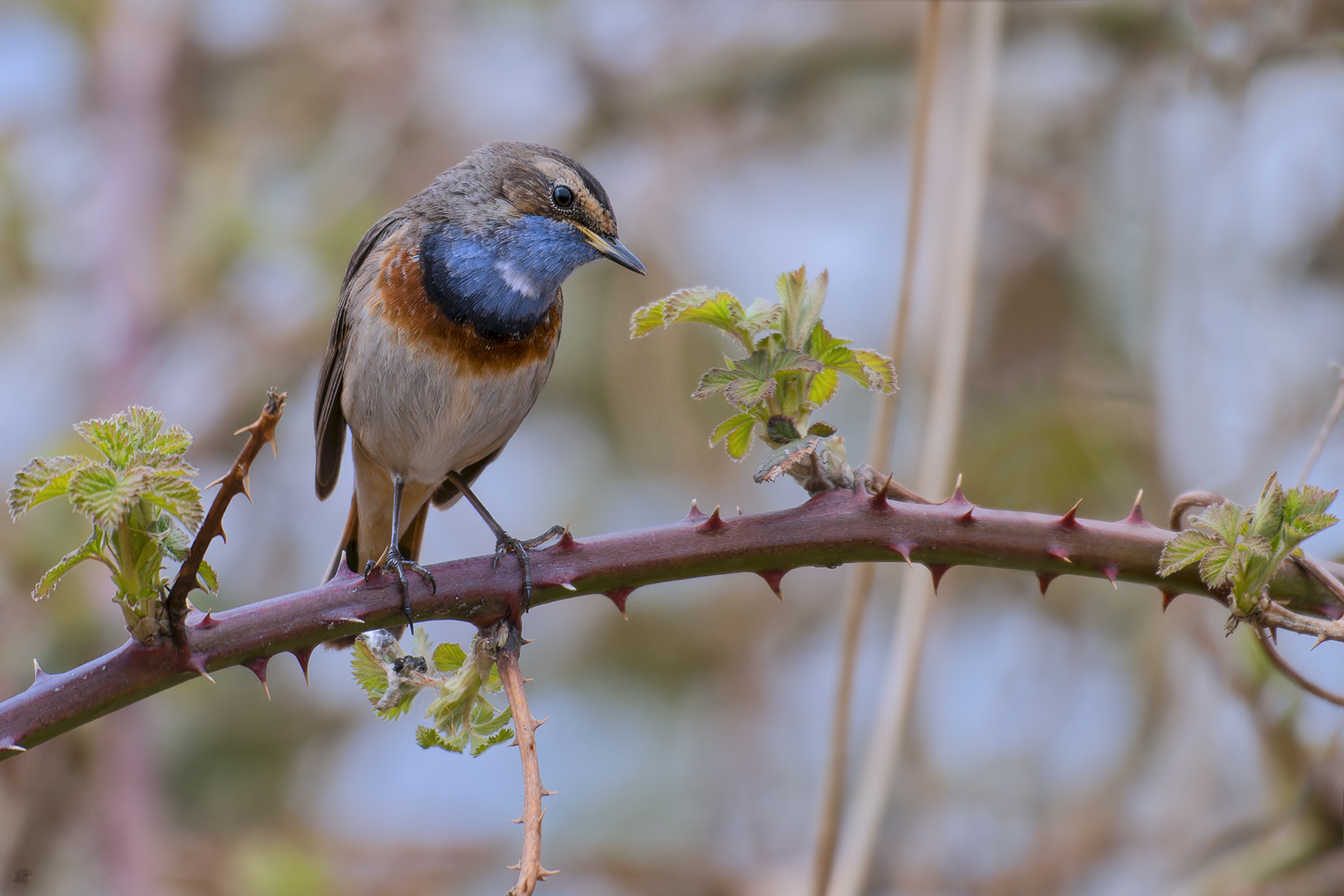 Weißsterniges Blaukehlchen | Luscinia svecica