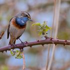 Weißsterniges Blaukehlchen | Luscinia svecica