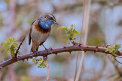 Weißsterniges Blaukehlchen | Luscinia svecica