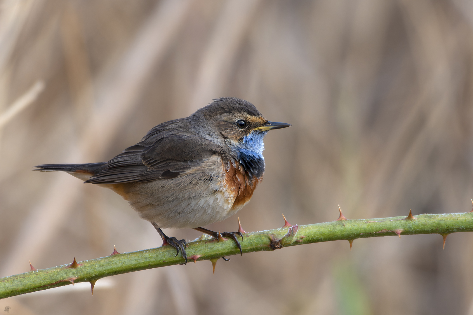 Weißsterniges Blaukehlchen | Luscinia svecica