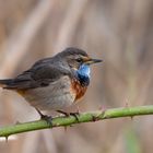 Weißsterniges Blaukehlchen | Luscinia svecica