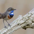 Weißsterniges Blaukehlchen (Luscinia svecica cyanecula )