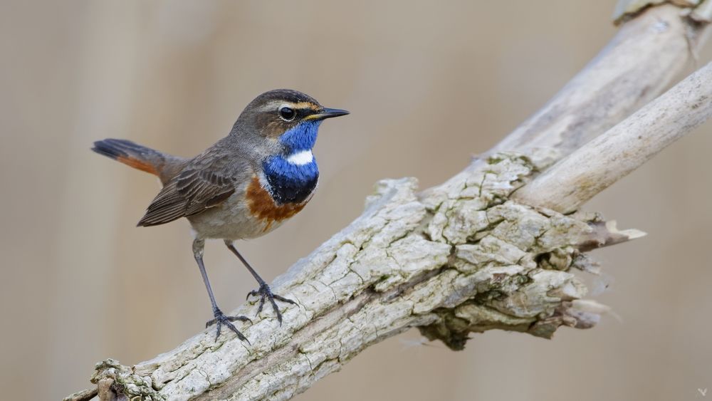 Weißsterniges Blaukehlchen (Luscinia svecica cyanecula )