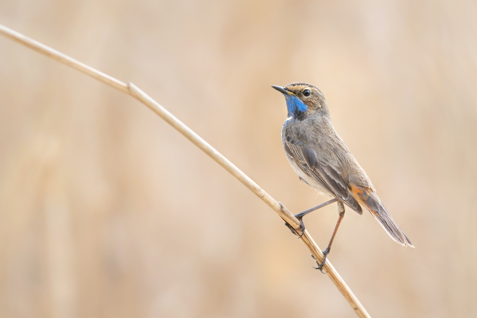 Weißsterniges Blaukehlchen (Luscinia svecica cyanecula)