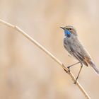 Weißsterniges Blaukehlchen (Luscinia svecica cyanecula)