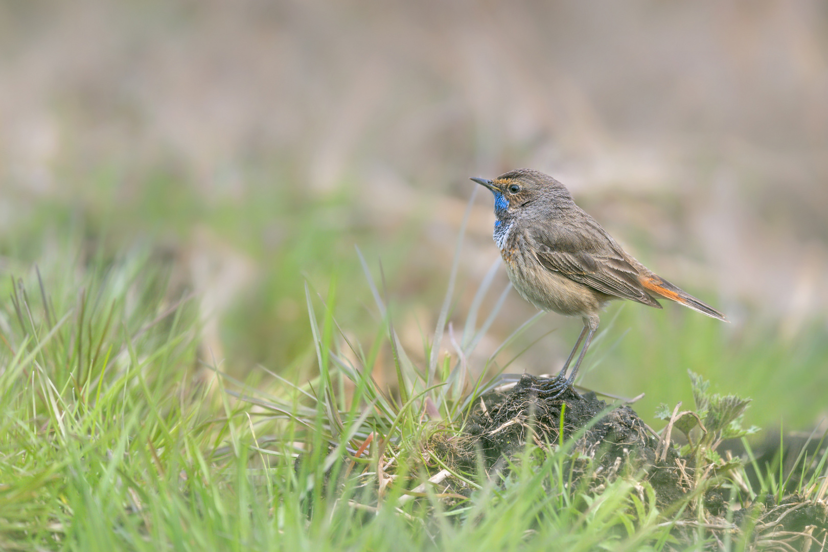 Weißsterniges Blaukehlchen (Luscinia svecica cyanecula)