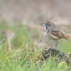 Weißsterniges Blaukehlchen (Luscinia svecica cyanecula)