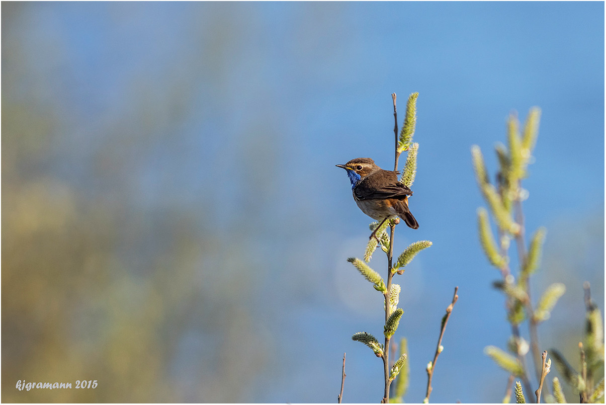 weißsterniges blaukehlchen (luscinia svecica cyanecula)....