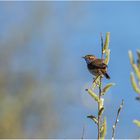 weißsterniges blaukehlchen (luscinia svecica cyanecula)....