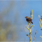 weißsterniges blaukehlchen (luscinia svecica cyanecula)....