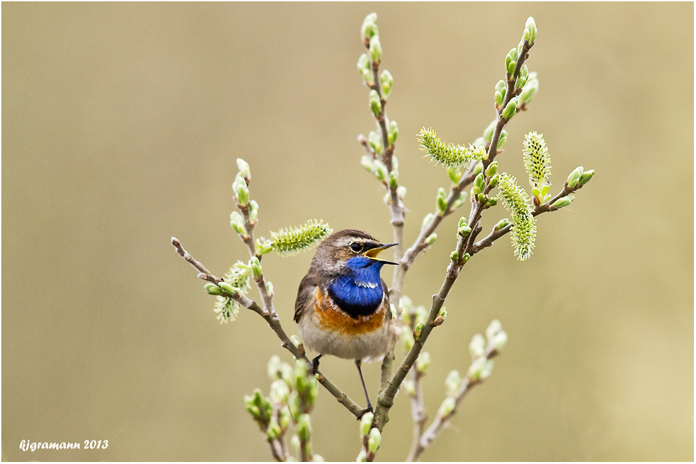 Weißsterniges Blaukehlchen (Luscinia svecica cyanecula......