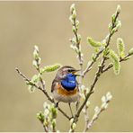 Weißsterniges Blaukehlchen (Luscinia svecica cyanecula......