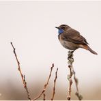 weißsterniges blaukehlchen (luscinia svecica cyanecula)