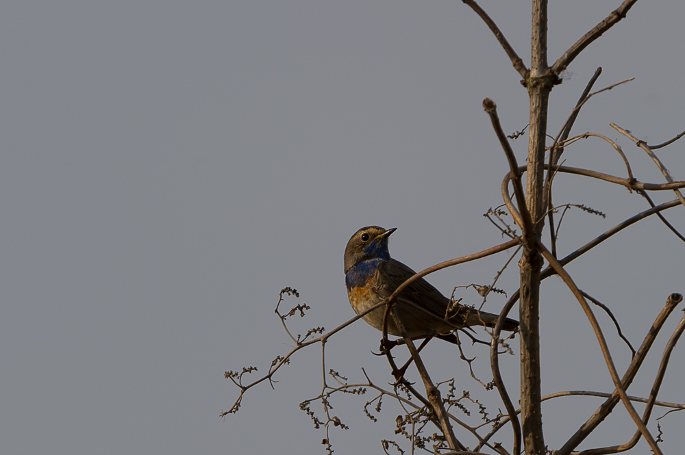 Weißsterniges Blaukehlchen (Luscinia svecica cyanecula)