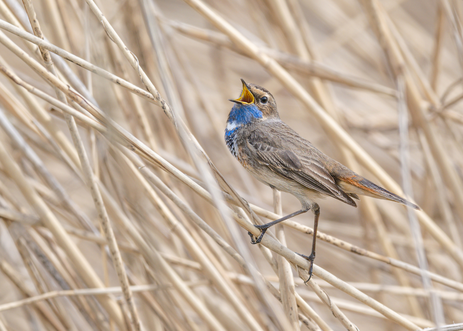 Weißsterniges Blaukehlchen (Luscinia svecica cyanecula)