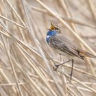 Weißsterniges Blaukehlchen (Luscinia svecica cyanecula)