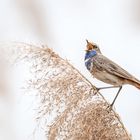 Weißsterniges Blaukehlchen (Luscinia svecica cyanecula)