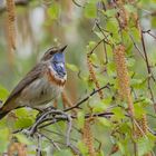 Weißsterniges Blaukehlchen (Luscinia svecica cyanecula)