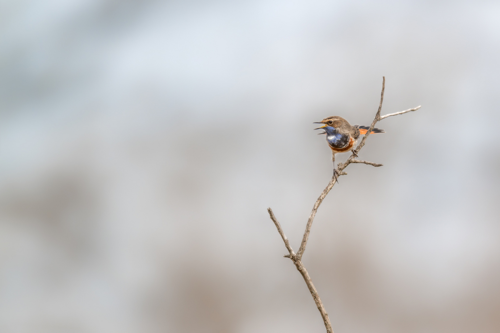 Weißsterniges Blaukehlchen (Luscinia svecica cyanecula)