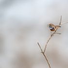 Weißsterniges Blaukehlchen (Luscinia svecica cyanecula)