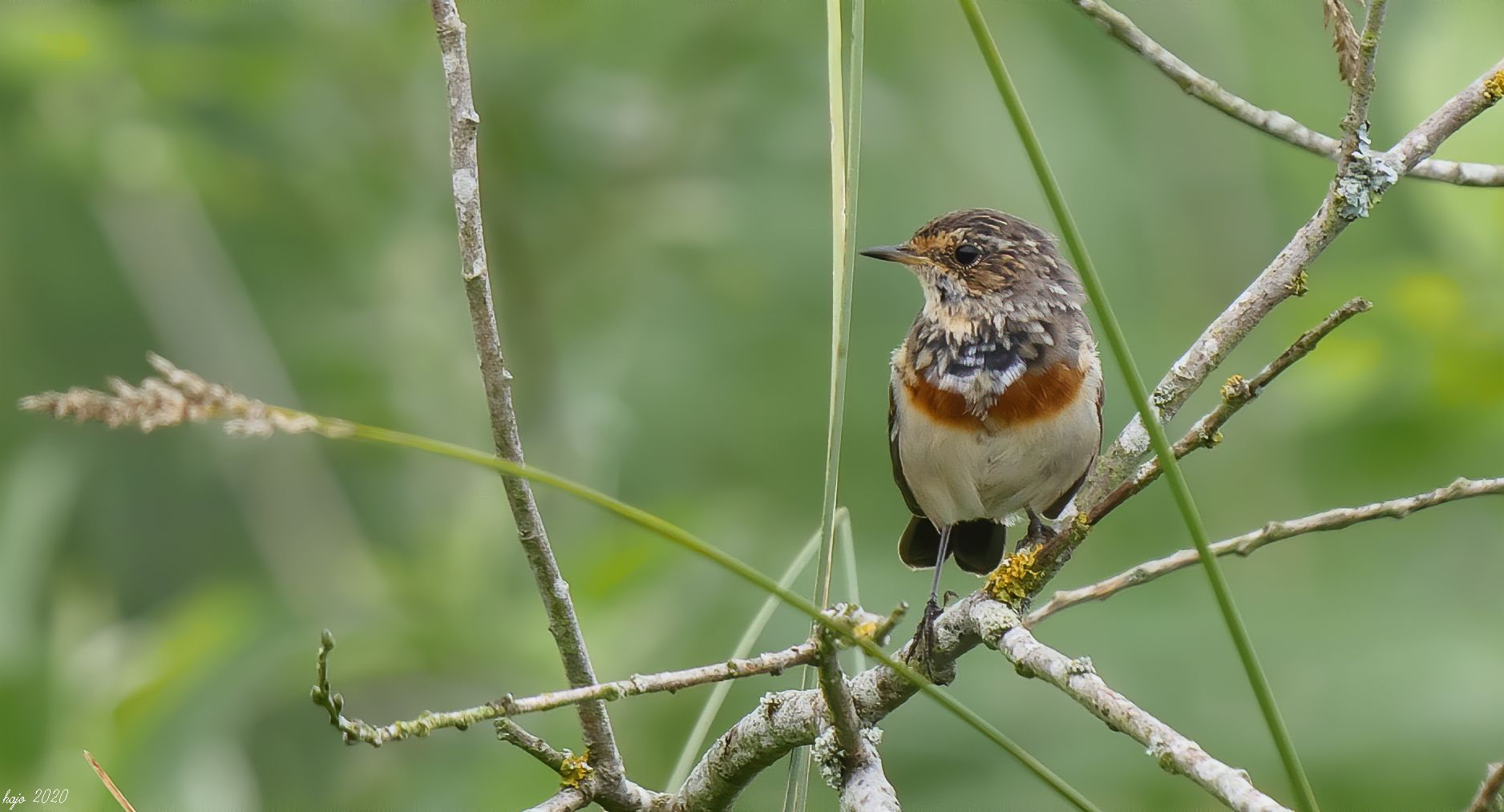 * Weißsterniges Blaukehlchen (Luscinia svecica cyanecula)*