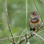 * Weißsterniges Blaukehlchen (Luscinia svecica cyanecula)*