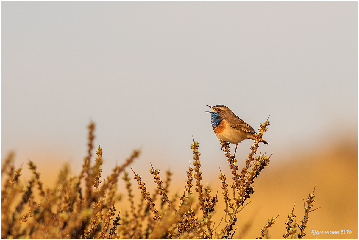 weißsterniges blaukehlchen (luscinia svecica cyanecula).....