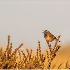 weißsterniges blaukehlchen (luscinia svecica cyanecula).....