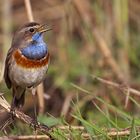   Weißsterniges Blaukehlchen (Luscinia svecica cyanecula)....  