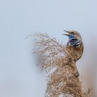 Weißsterniges Blaukehlchen (Luscinia svecica cyanecula)