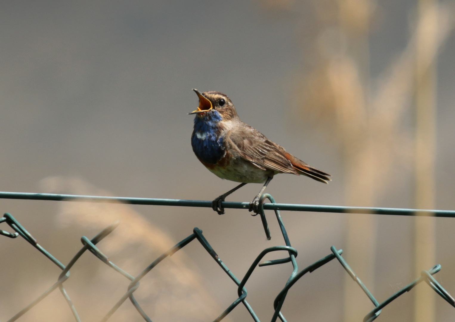 Weißsterniges Blaukehlchen (Luscinia svecica cyanecula)