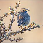 Weißsterniges Blaukehlchen (Luscinia svecica cyanecula) ....